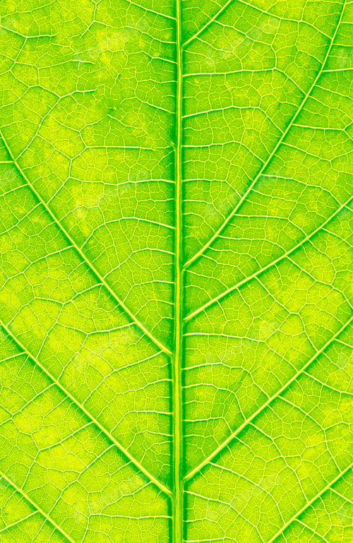 Preview: Grean leaf macro background or texture