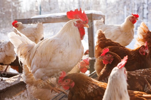 Preview: chicken walking on an eco-poultry farm in winter, free-range chicken farm