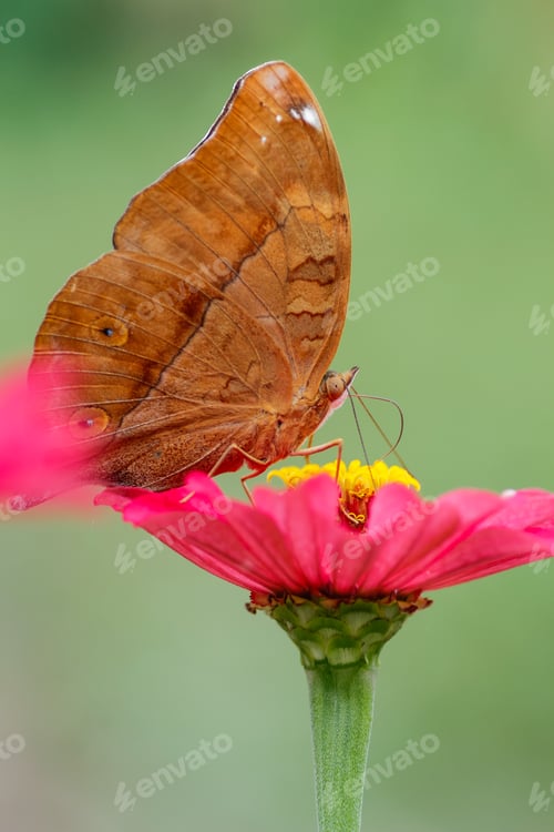 Preview: butterfly