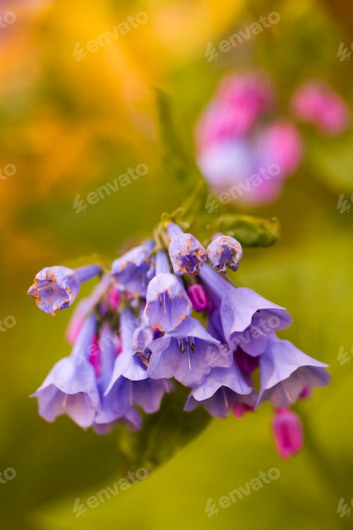 Preview: Garden in bloom