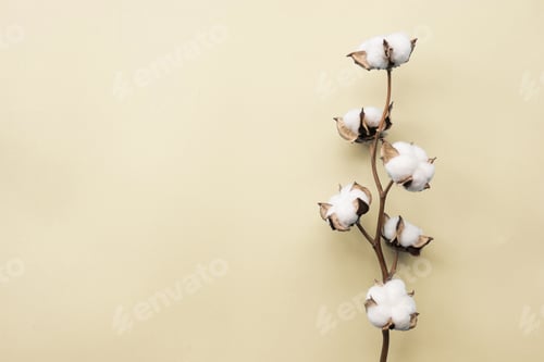 Preview: Background. Cotton flower white color lying on yellow paper. Place for text, copy space
