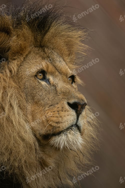 Preview: Closeup of a majestic lion with a curious gaze in its natural habitat