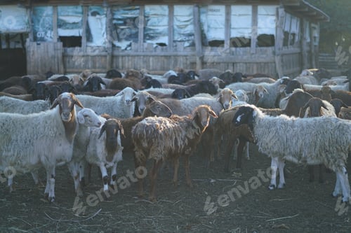 Preview: A diverse group of sheep congregates near a weathered barn, basking in the soft glow of late afterno
