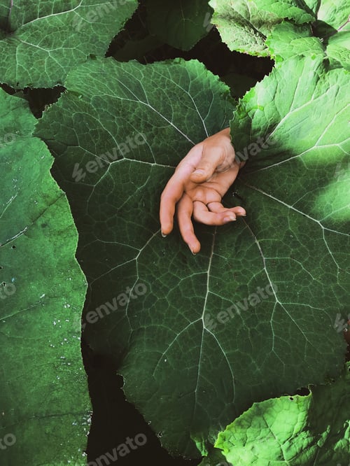 Preview: big green burdock leaf and girl's hand