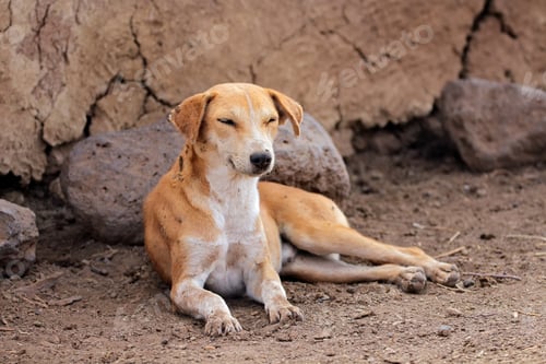 Preview: Dog resting in Masai village