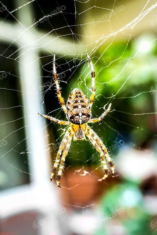Preview: Vertical selective focus shot of a spider on the net