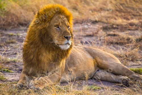 Preview: An adult lion in the Masai Mara. Kenya