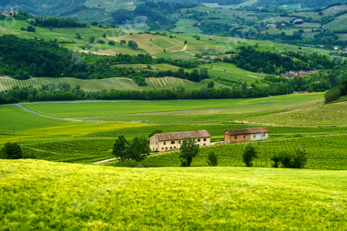 Preview: Vineyards in Oltrepo Pavese, italy, at springtime