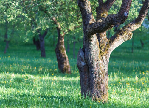 Preview: blooming apple trees