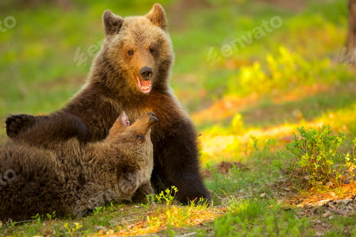 Preview: Two brown bear cubs play fighting (Ursus arctos) in Taiga Forest, Finland