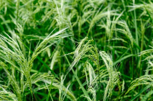Preview: Flowering rice plant growing in the field