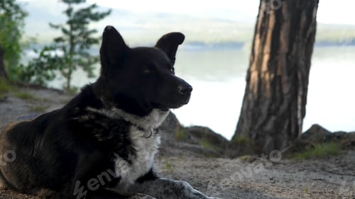 Preview: Black dog watches the water splash on the shore. Black dog lies or sits on the shore