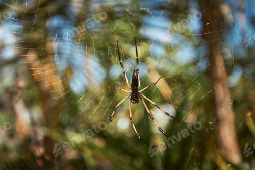 Preview: Close-up of large spider on web against tropical trees in Seychelles.
