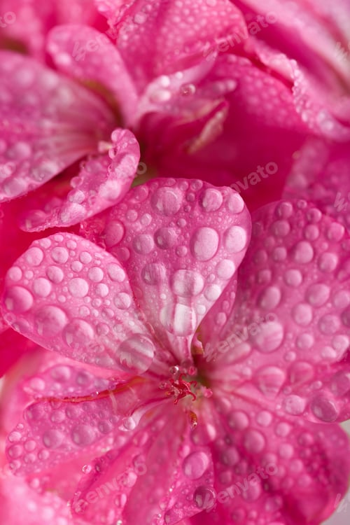 Preview: Pink Flower Petals with Water Droplets