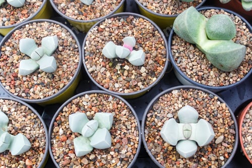 Preview: small succulent plants background