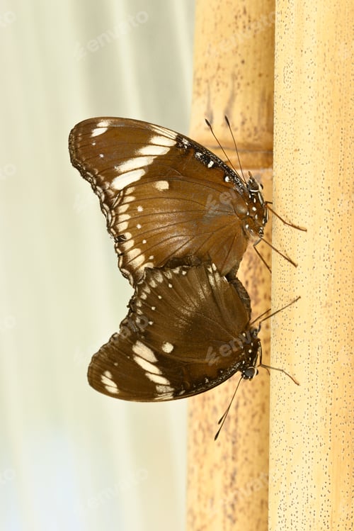 Preview: Tropical butterflies mating on bamboo under the sun.