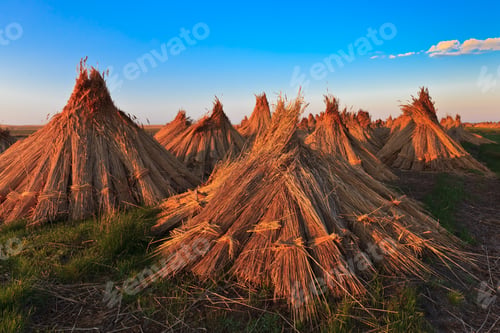 Preview: dried cluster of reed