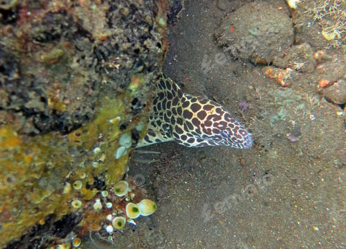 Preview: Giant spotted moray hiding amongst coral reef on the ocean flo