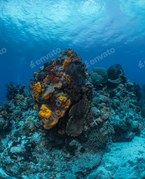 Preview: coral reef macro ,texture, abstract marine ecosystem background on a coral reef