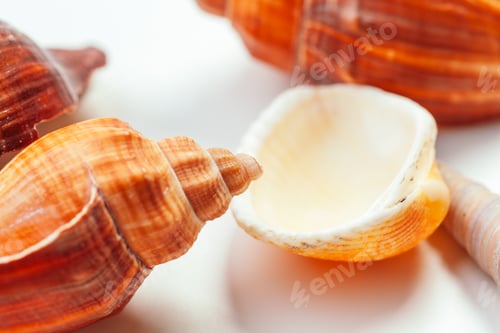 Preview: Sea shells. nature background