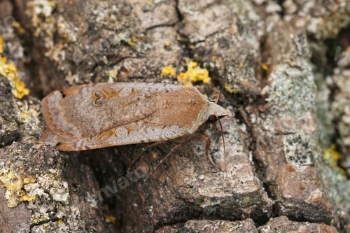 Preview: Closeup on a Large Yellow Underwing moth, Noctua pronuba sitting on wood