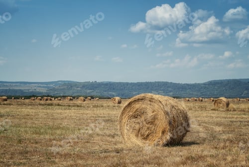 Preview: An autumn field full of hay bales