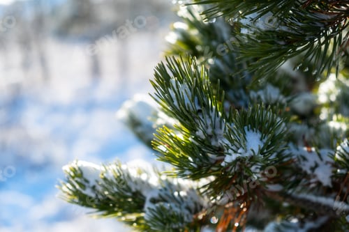 Preview: Snow-covered pine trees in the forest. Snowdrifts on spruce needles.