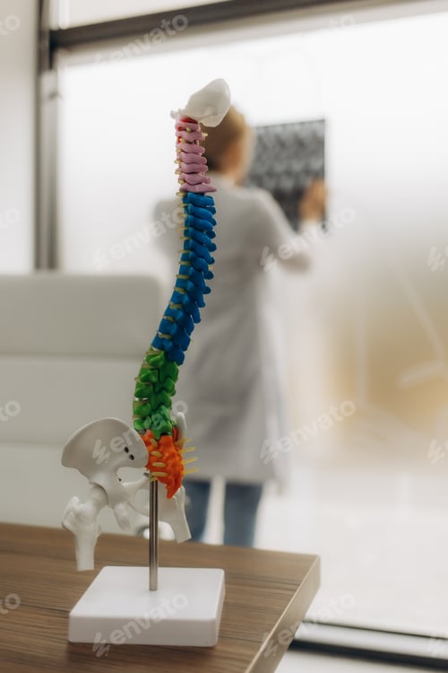 Preview: Close up of female doctor holding spine model in medical office