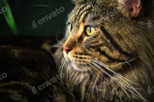 Preview: Home pet cute cat lying In a green interior with a palm tree on a velvet green chair.