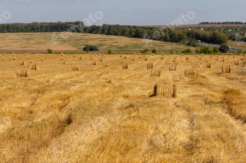Preview: Yellow grain ready for harvest growing in a farm field