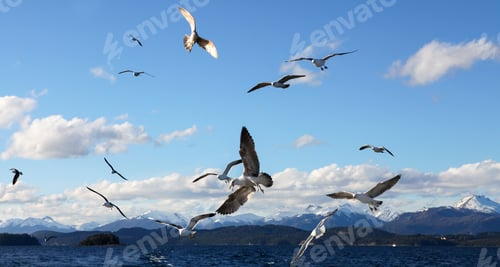 Preview: Seagulls over Lake Nahuel Huapi