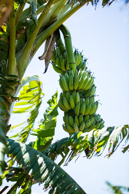Preview: Bunch of banana on the palm tree