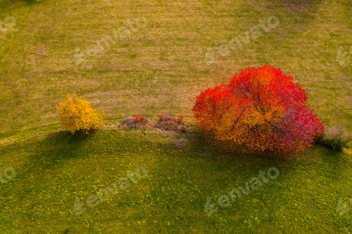 Preview: Aerial view of colorful trees