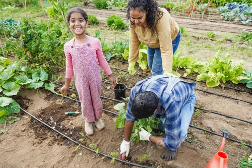 Preview: Indian family picking up organic vegetables from house garden outdoor