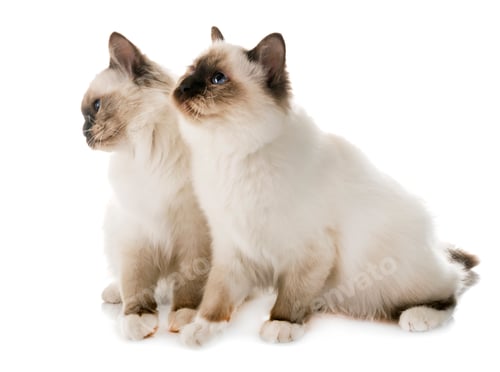 Preview: birman kitten in studio