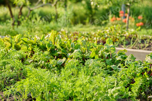 Preview: Vegetable garden in wooden raised beds, vegetables and herbs in summer sunset light
