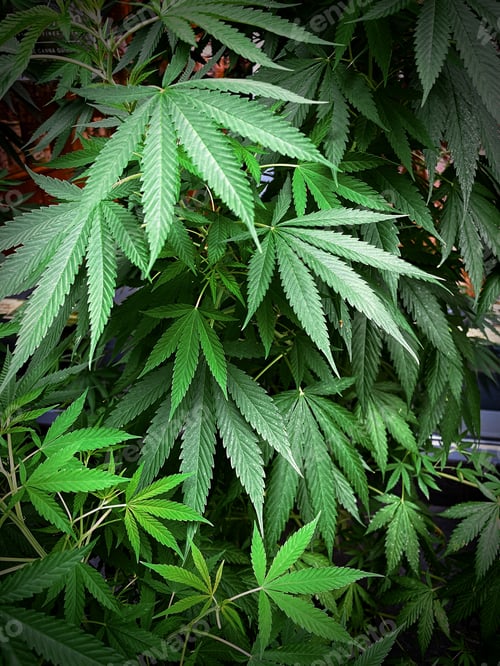 Preview: Full frame shot of Green Cannabis Marijuana leafs, Medical marijuana cultivation