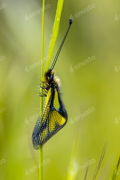 Preview: Owly sulphur insect