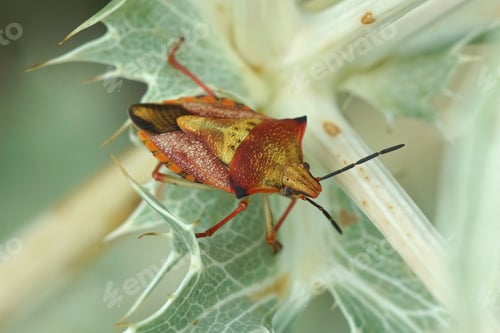 Preview: Mediterranean Shieldbug on Thistle