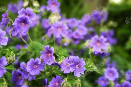 Preview: Meadow Geranium - also Geranium pratense - Johnsons Blue
