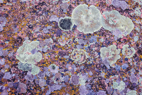 Preview: Multi-colored fungus texture on the stones