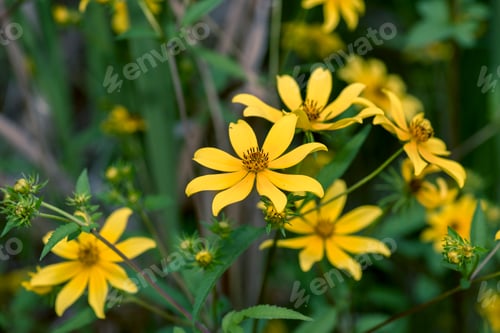 Preview: Bearded Beggartick (Bidens aristosa)