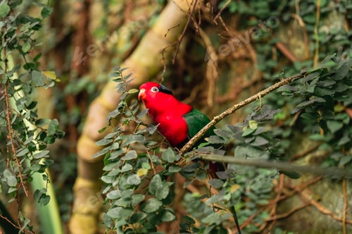 Preview: Stella's Lorikeet - Charmosyna stellae - Perched on Tree