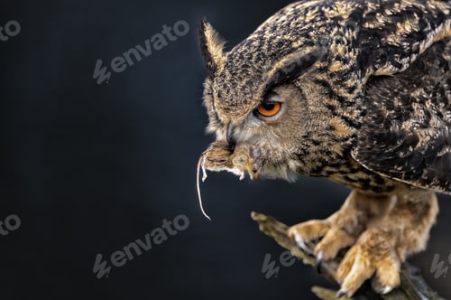 Preview: Majestic Eurasian eagle-owl with a mouse