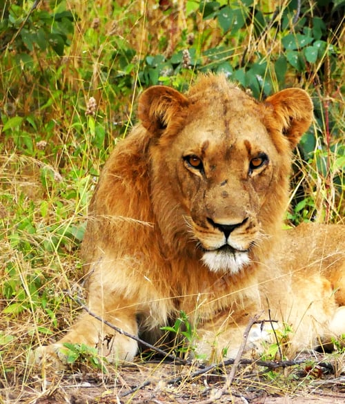 Preview: A Best wildlife destinations in the world