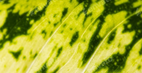 Preview: Micro close up of green leaf and copy space