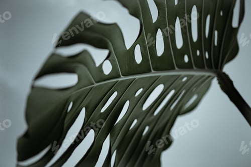 Preview: Close-up of textured beautiful natural monstera leaves.