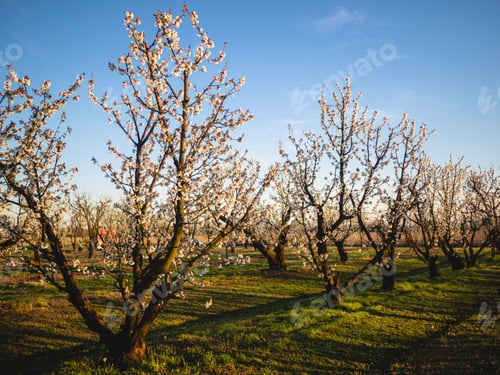 Preview: Field with rows of cherry blossom trees against the blue sky on a sunny day