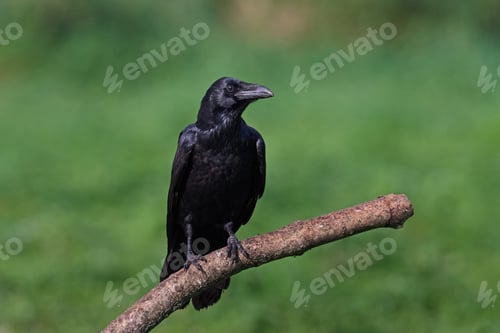 Preview: Common raven (Corvus corax)