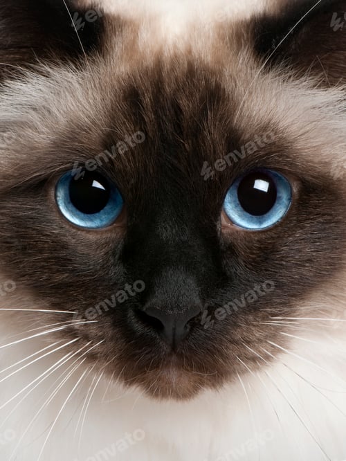 Preview: close up of a Birman (2 years old)